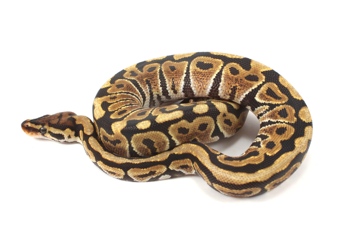 Spotnose h. Ultramel Ball Python