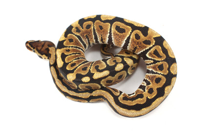 Spotnose h. Ultramel Ball Python