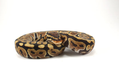 Spotnose h. Ultramel Ball Python