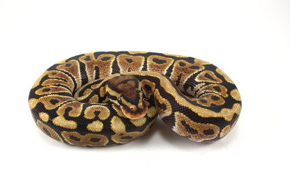 Spotnose h. Ultramel Ball Python