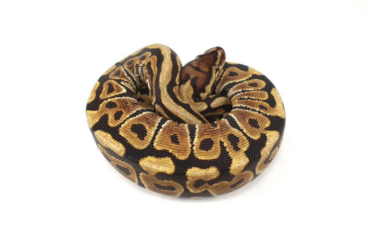 Spotnose h. Ultramel Ball Python