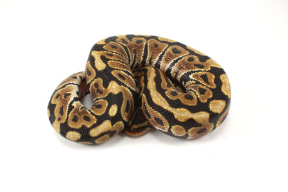 Spotnose h. Ultramel Ball Python