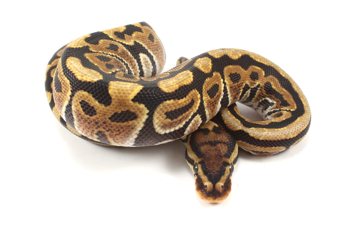 Spotnose h. Ultramel Ball Python