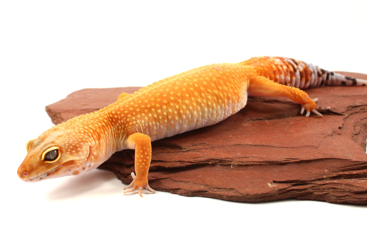Tangerine Tornado Leopard Gecko