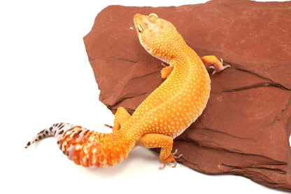 Tangerine Tornado Leopard Gecko