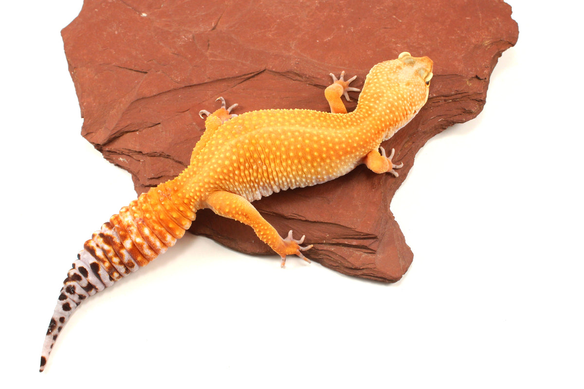 Tangerine Tornado Leopard Gecko