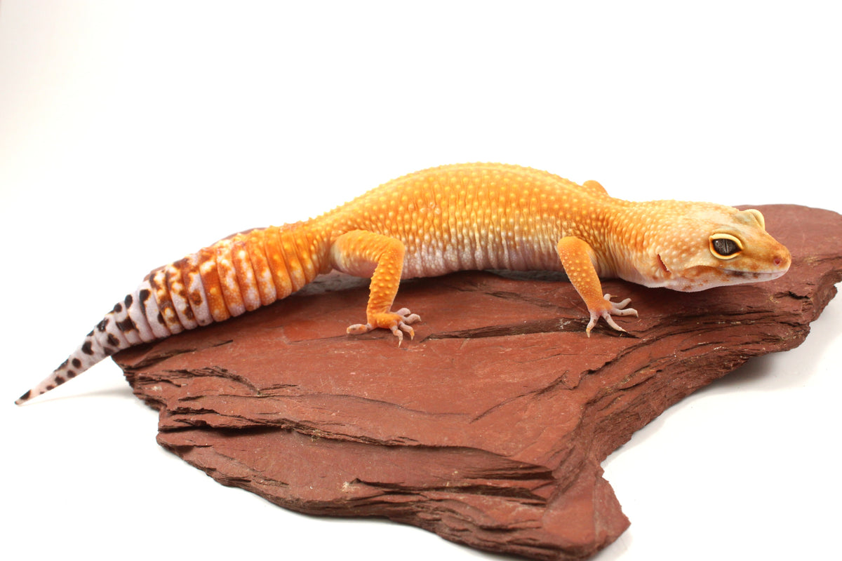Tangerine Tornado Leopard Gecko