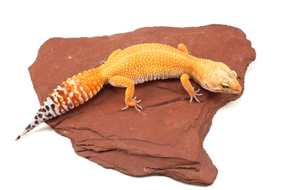 Tangerine Tornado Leopard Gecko