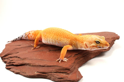 Tangerine Tornado Leopard Gecko