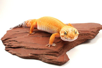 Tangerine Tornado Leopard Gecko