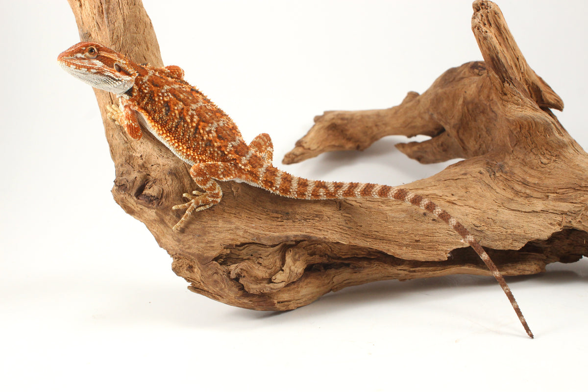 Orange Tiger Bearded Dragon