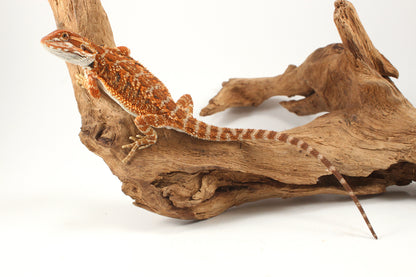 Orange Tiger Bearded Dragon