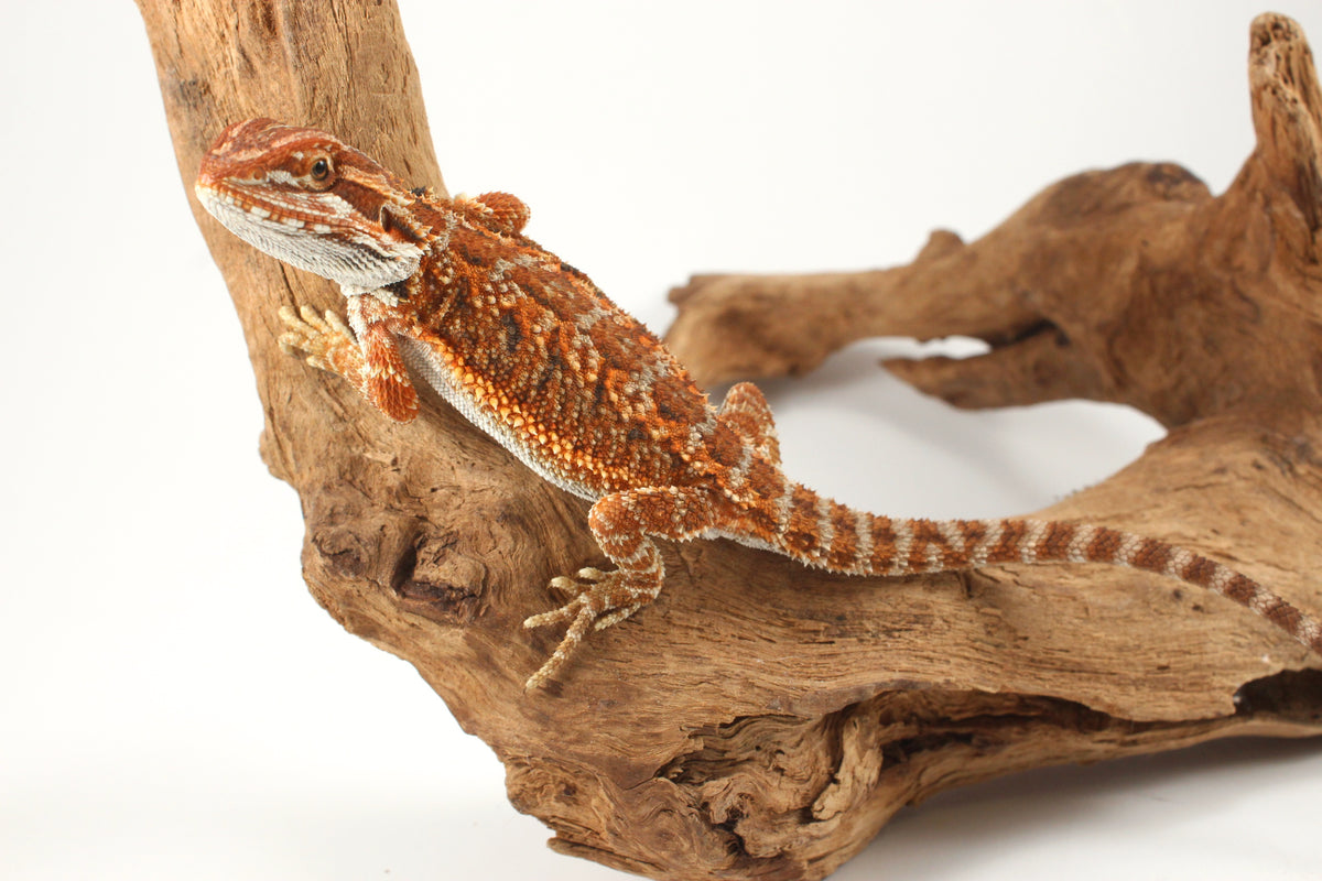 Orange Tiger Bearded Dragon