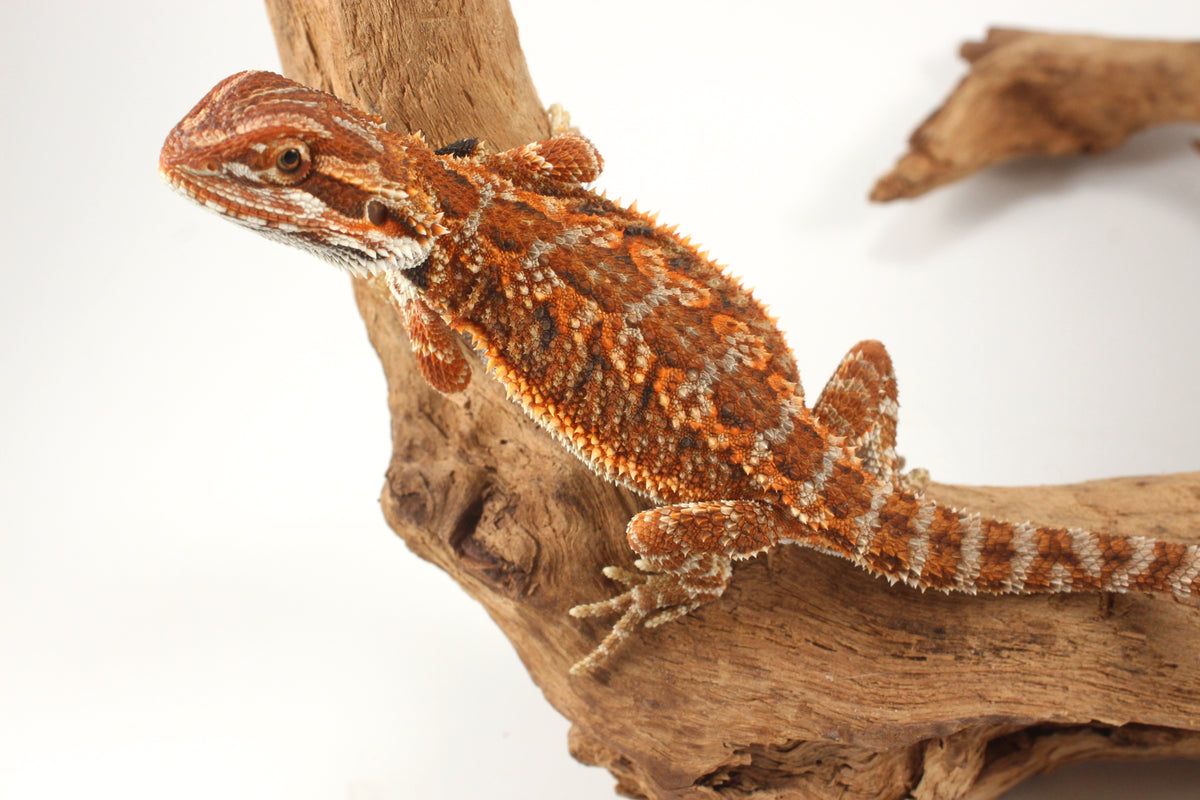 Orange Tiger Bearded Dragon