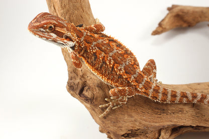 Orange Tiger Bearded Dragon