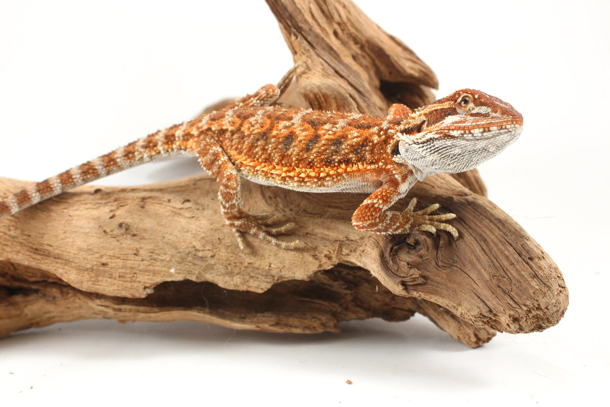 Orange Tiger Bearded Dragon