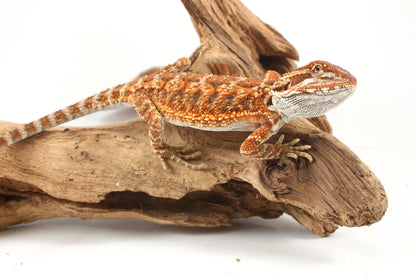 Orange Tiger Bearded Dragon