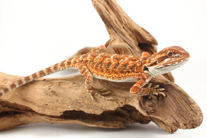 Orange Tiger Bearded Dragon