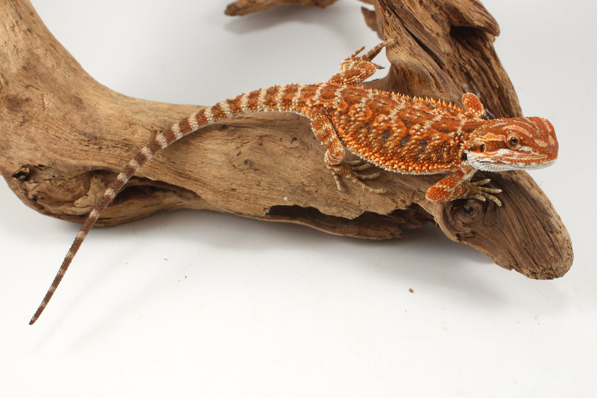 Orange Tiger Bearded Dragon