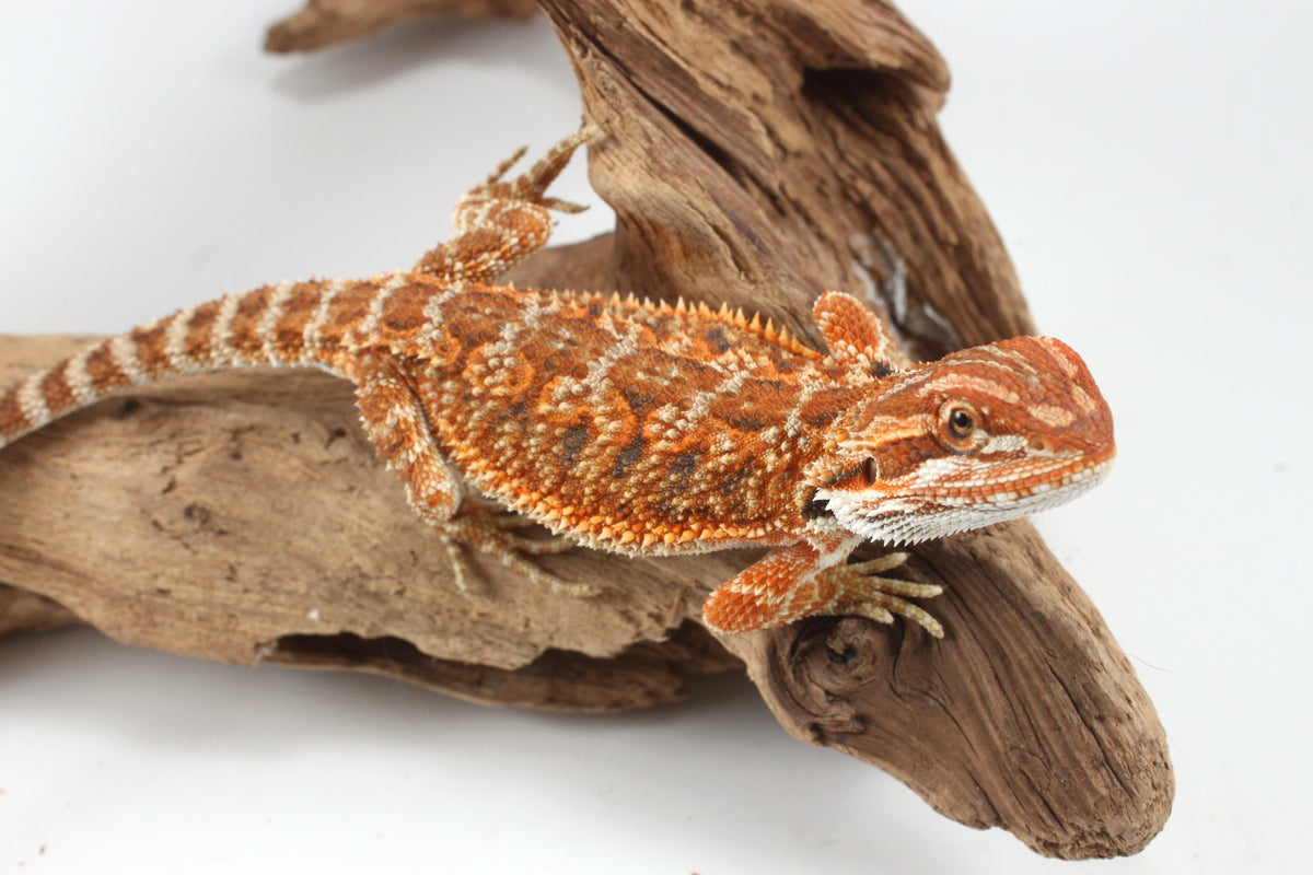 Orange Tiger Bearded Dragon