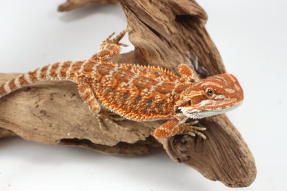 Orange Tiger Bearded Dragon