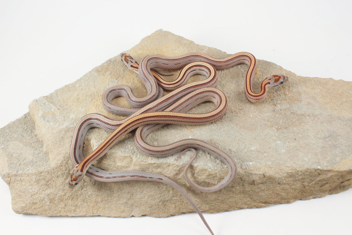 Striped Corn Snake