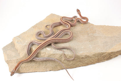 Striped Corn Snake