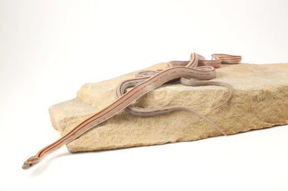 Striped Corn Snake
