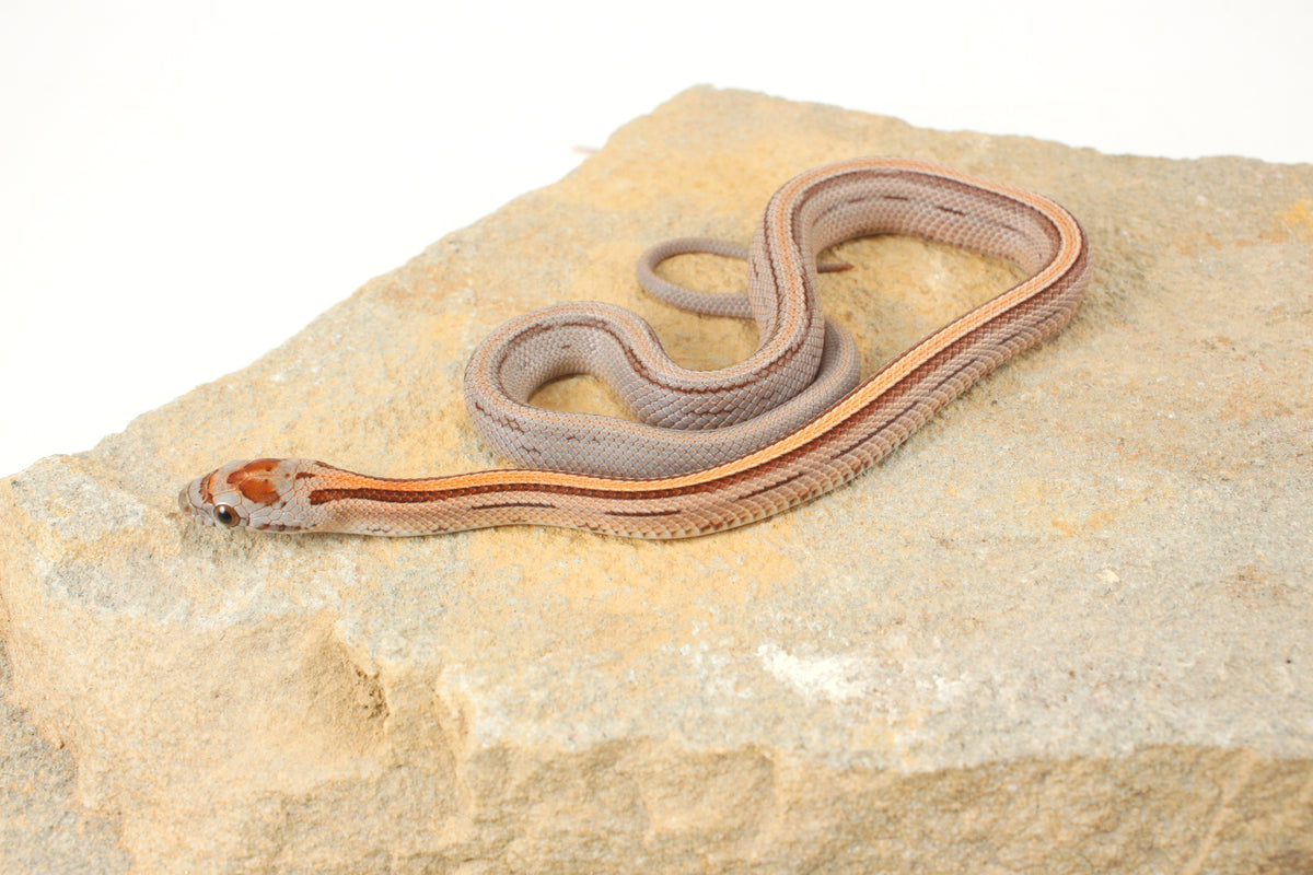 Striped Corn Snake