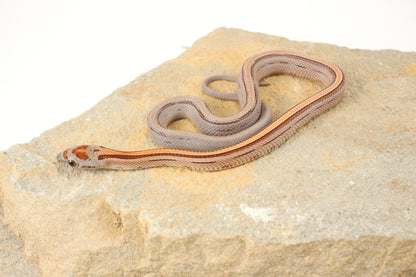 Striped Corn Snake