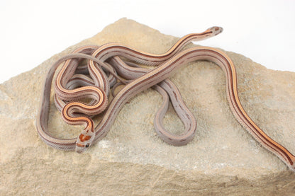 Striped Corn Snake