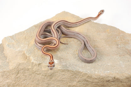 Striped Corn Snake