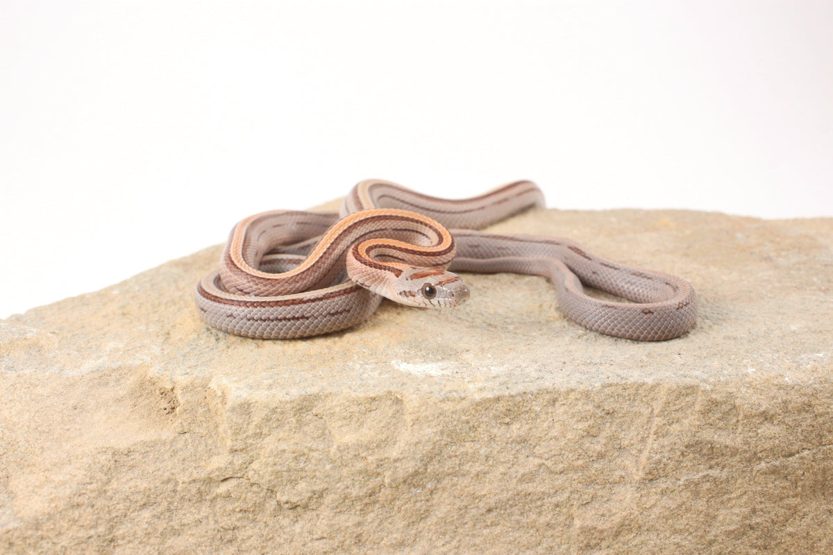 Striped Corn Snake