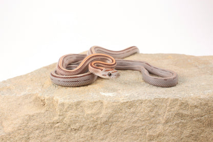 Striped Corn Snake