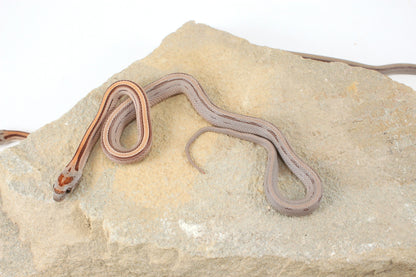 Striped Corn Snake