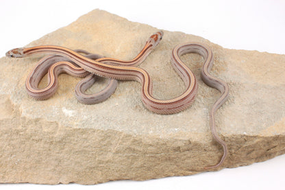Striped Corn Snake