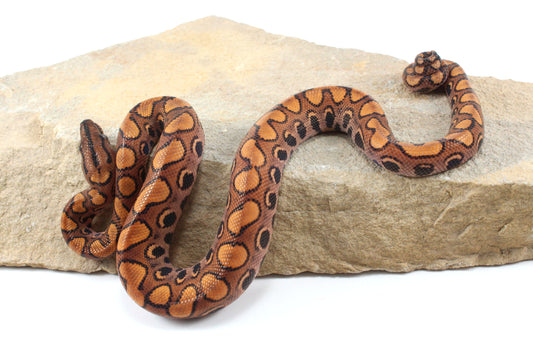 Brazilian Rainbow Boa