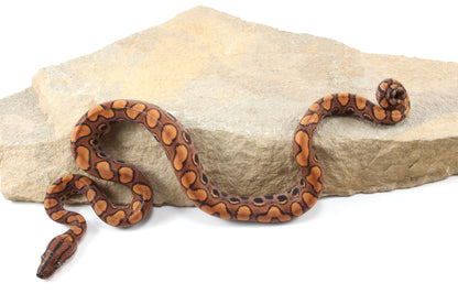 Brazilian Rainbow Boa