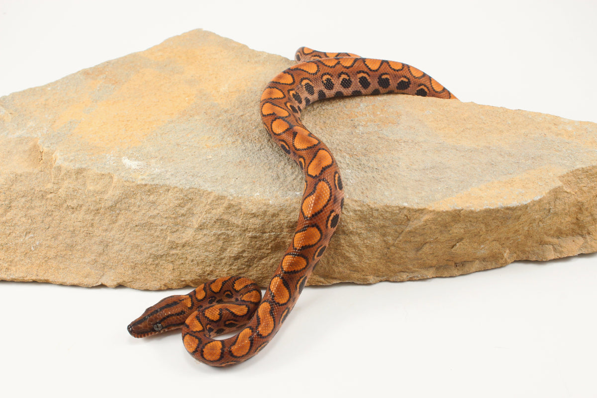 Brazilian Rainbow Boa