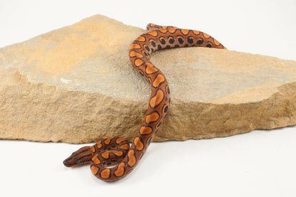Brazilian Rainbow Boa