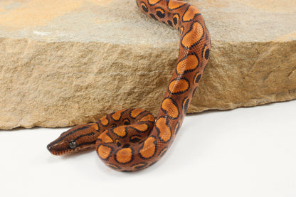 Brazilian Rainbow Boa