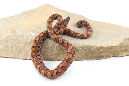 Brazilian Rainbow Boa