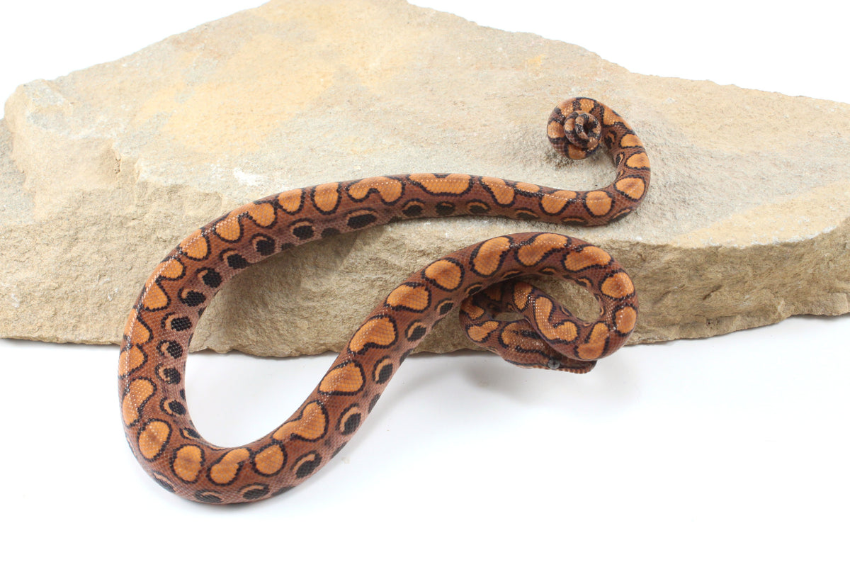 Brazilian Rainbow Boa
