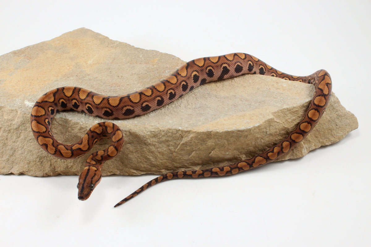 Brazilian Rainbow Boa