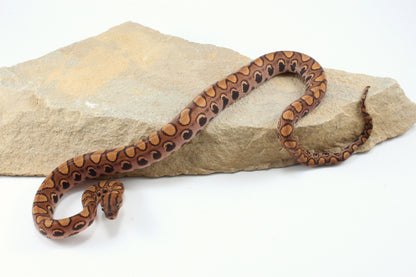 Brazilian Rainbow Boa