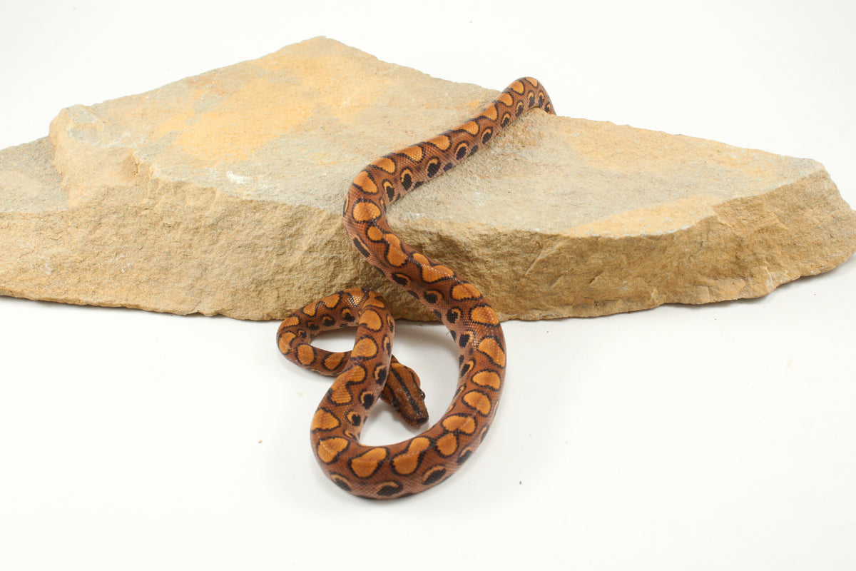 Brazilian Rainbow Boa