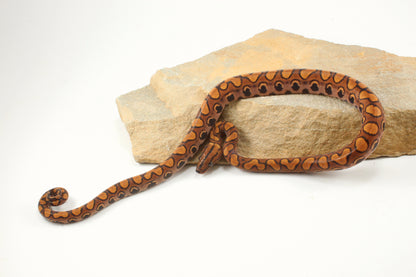 Brazilian Rainbow Boa