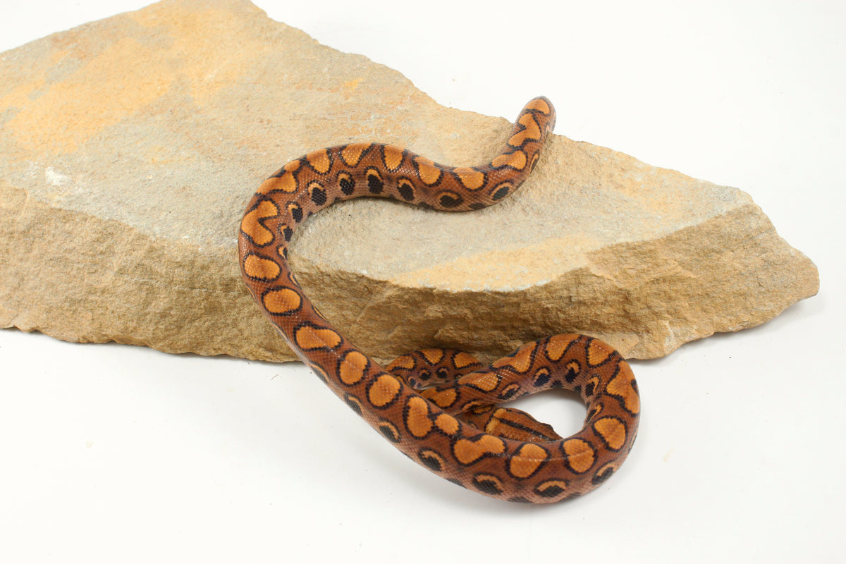 Brazilian Rainbow Boa