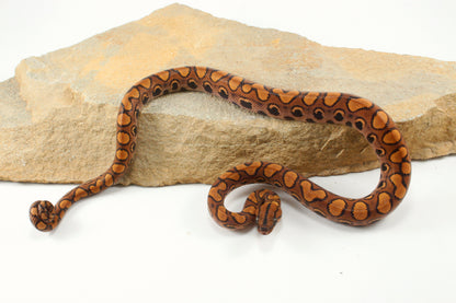 Brazilian Rainbow Boa