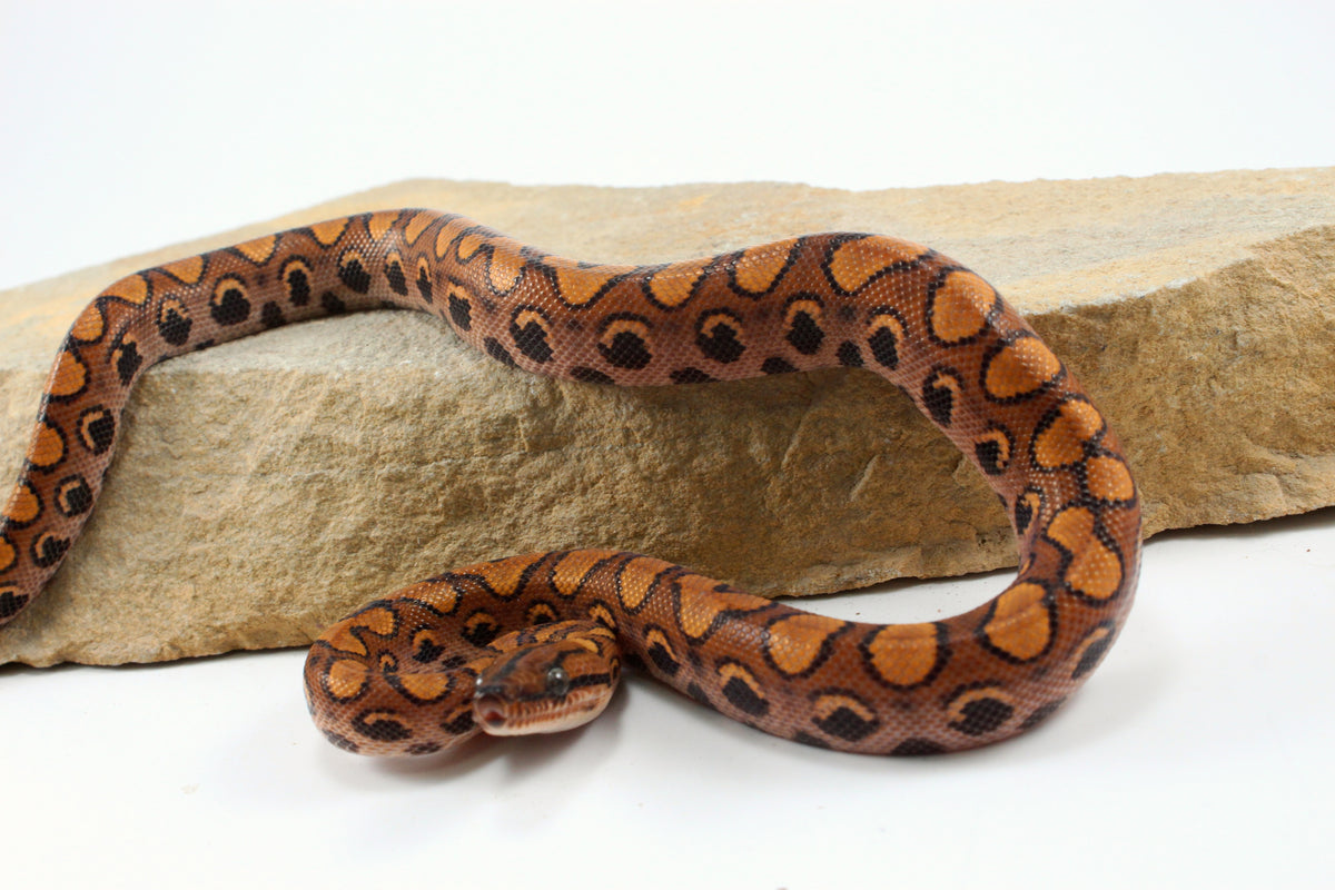 Brazilian Rainbow Boa